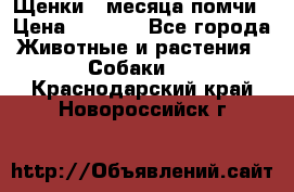 Щенки 4 месяца-помчи › Цена ­ 5 000 - Все города Животные и растения » Собаки   . Краснодарский край,Новороссийск г.